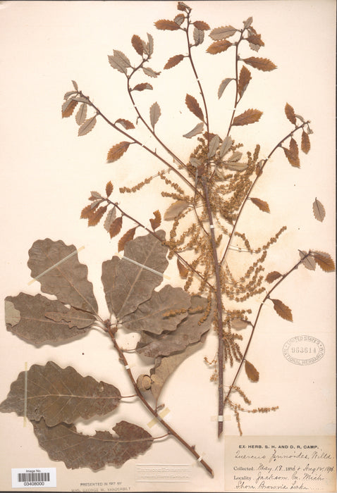 Dwarf Chinquapin Oak (Quercus prinoides)