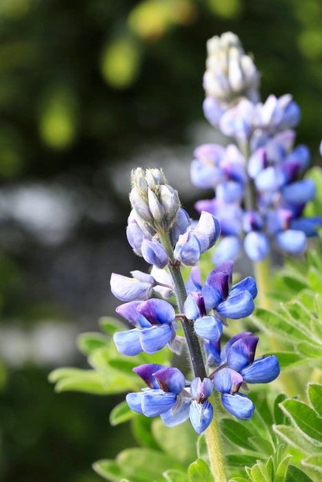 Wild Lupine (Lupinus perennis)