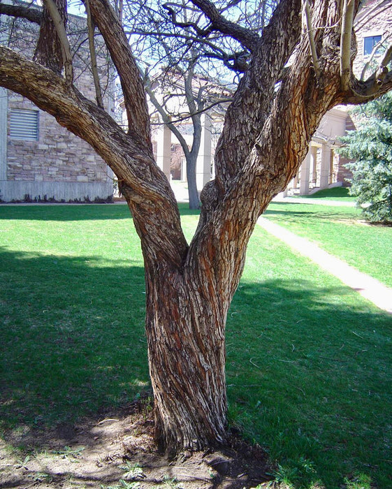 Downy Hawthorn (Crataegus mollis)