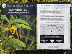 Seed Pack - Partridge Pea (Chamaecrista fasciculata)