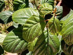 Common Witch Hazel (Hamamelis virginiana)