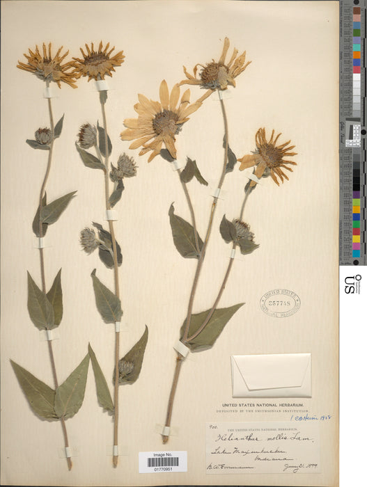 Downy Sunflower (Helianthus mollis) 2x2x3" Pot