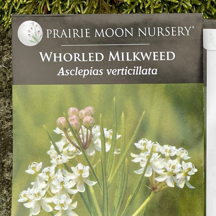 Seed Pack - Whorled Milkweed (Asclepias verticillata)