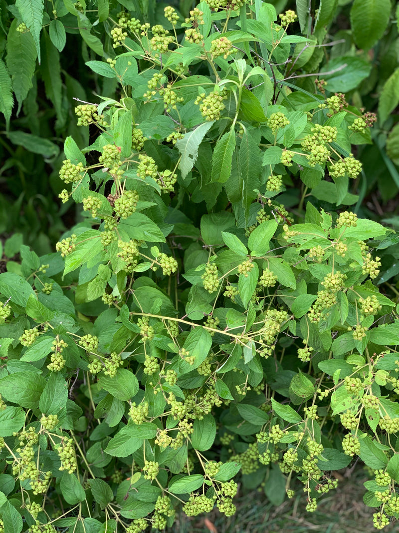 New Jersey Tea (Ceanothus americanus)