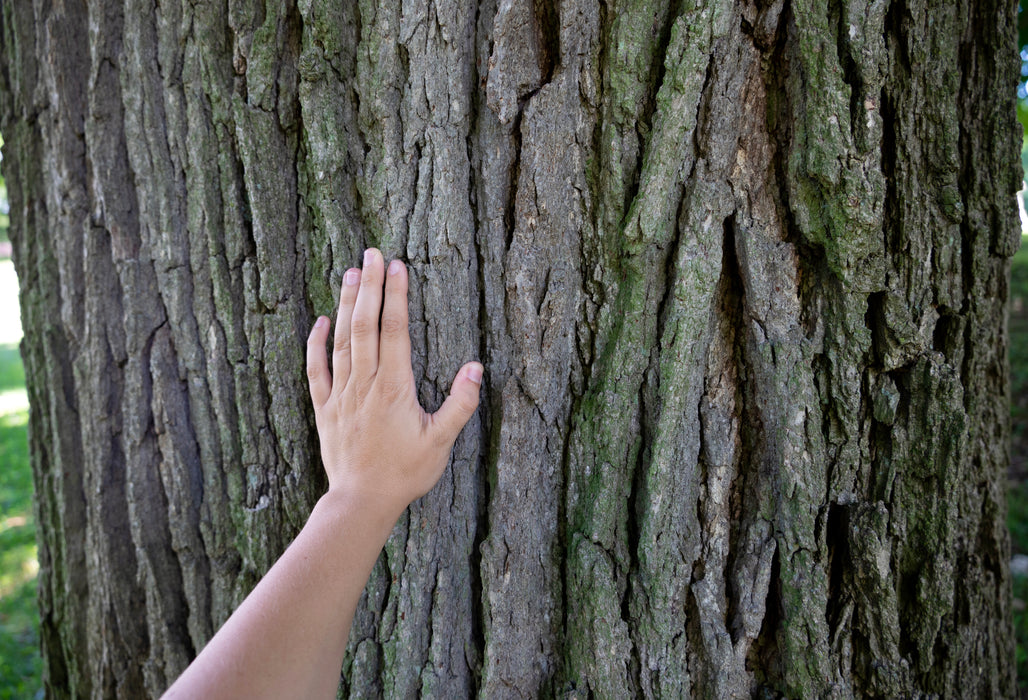 Swamp White Oak (Quercus bicolor)