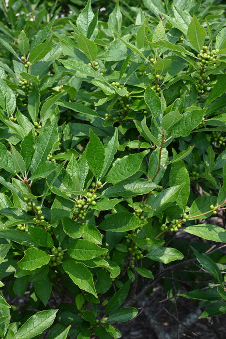 Winterberry Holly (Ilex verticillata)