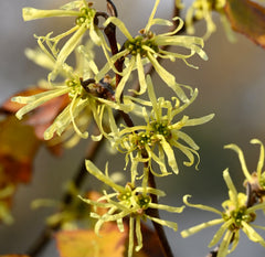 Common Witch Hazel (Hamamelis virginiana)