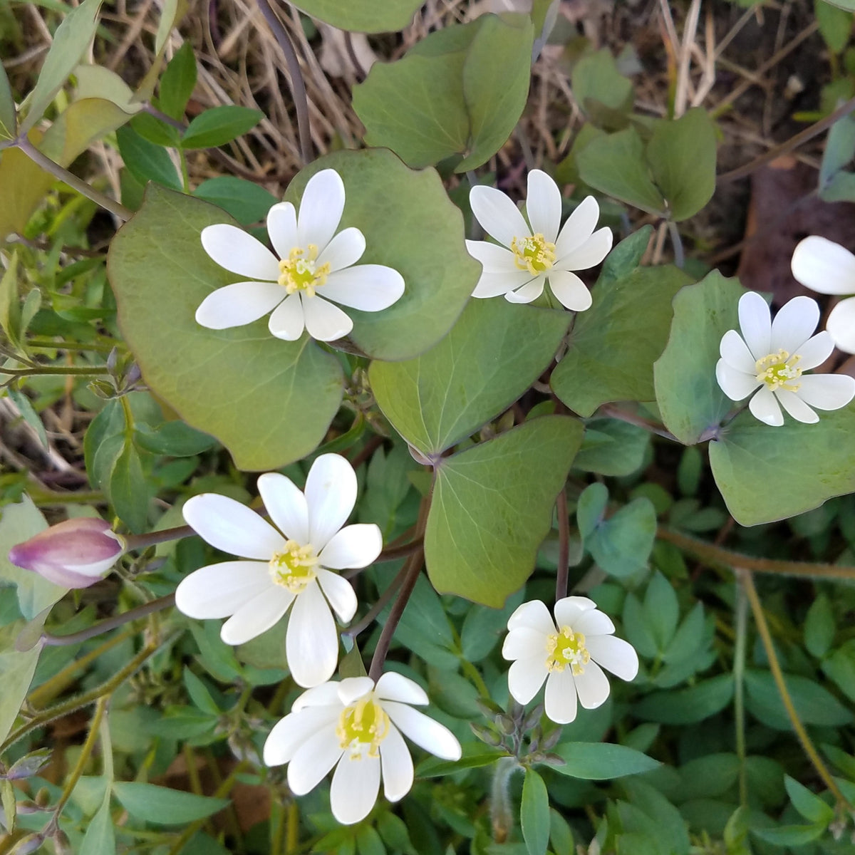 葉 Amazon.com : MTD 942-05056A 18.61