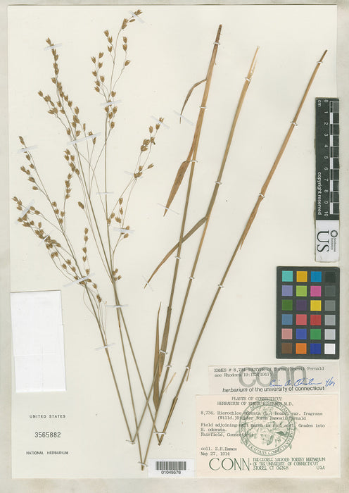 graden cards llc Sweetgrass (Hierochloe odorata) — Native Plants Unlimited LLC