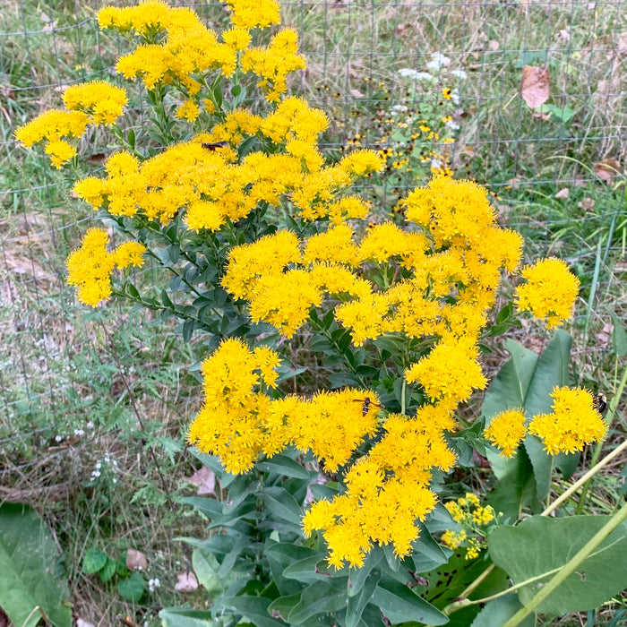 Stiff Goldenrod (Oligoneuron rigidum) 2x2x3" Pot