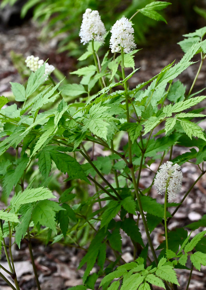 Doll’s Eyes (Actaea pachypoda) SHIPS BEGINNING WEEK OF 12/2