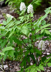 Doll’s Eyes (Actaea pachypoda) SHIPS BEGINNING WEEK OF 12/2