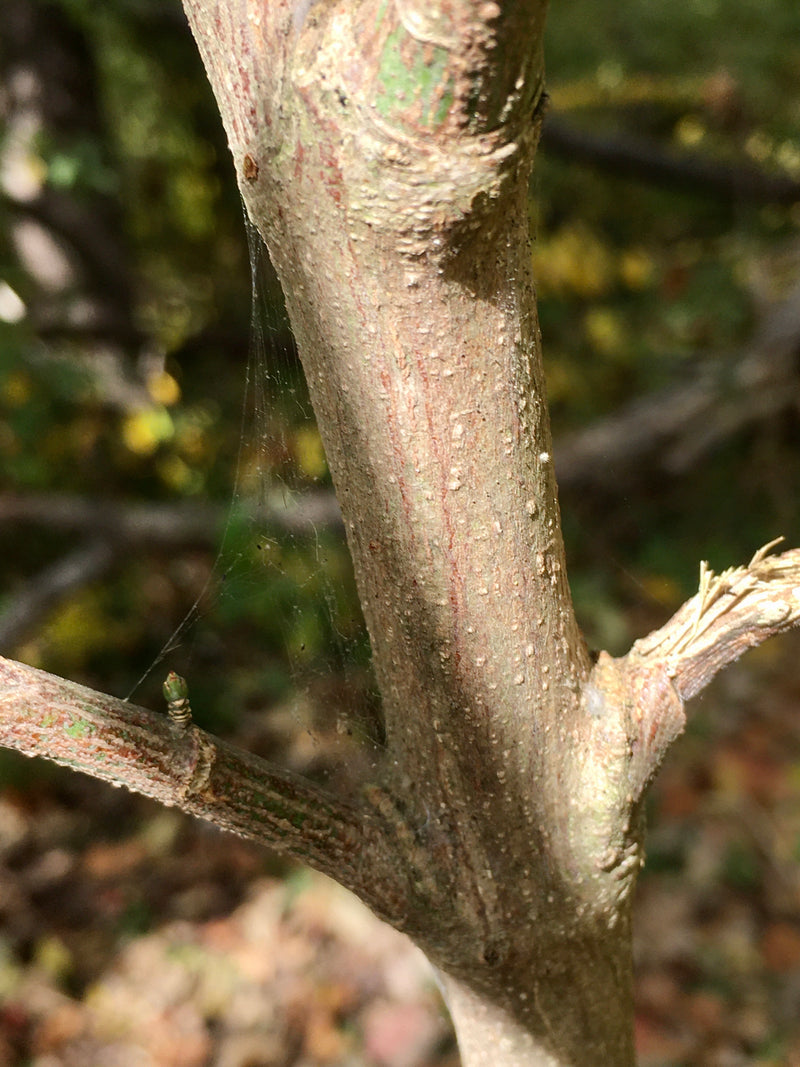 Eastern Wahoo (Euonymus atropurpureus)