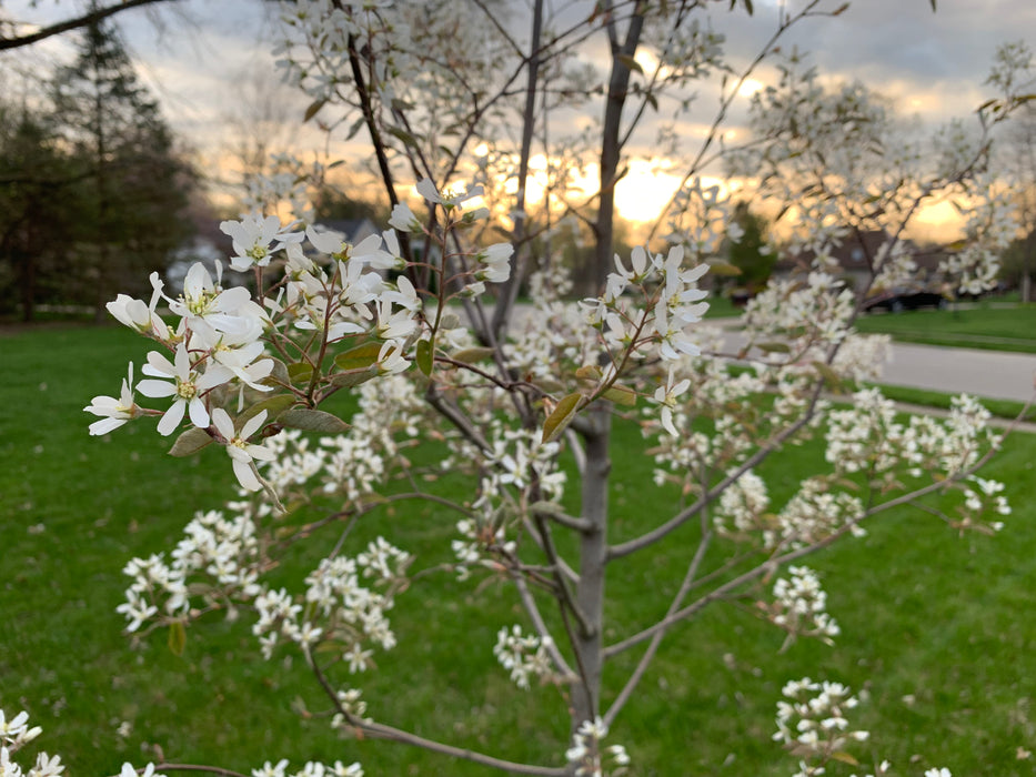 Downy Serviceberry (Amelanchier arborea)