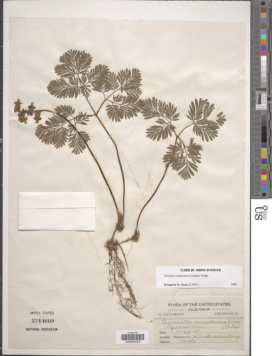 Squirrel Corn (Dicentra canadensis) BARE ROOT