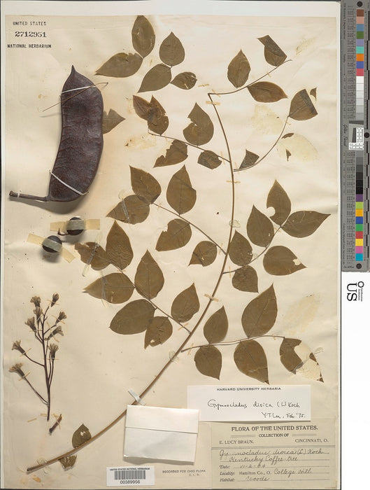 Kentucky Coffeetree (Gymnocladus dioicus)