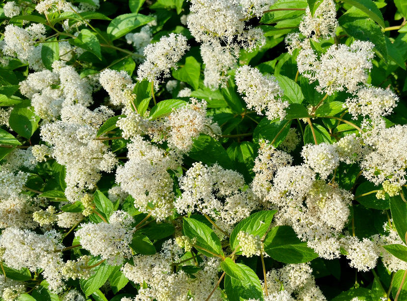 New Jersey Tea (Ceanothus americanus)