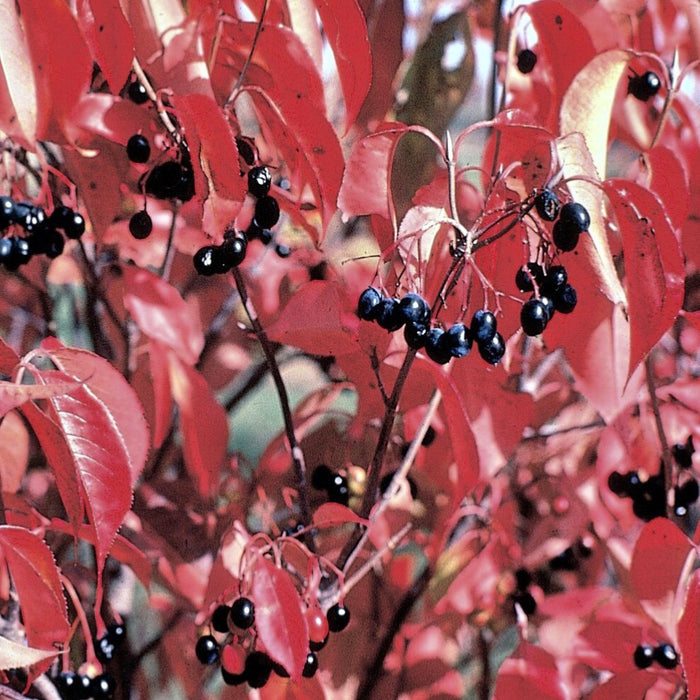 Nannyberry Viburnum (Viburnum lentago)