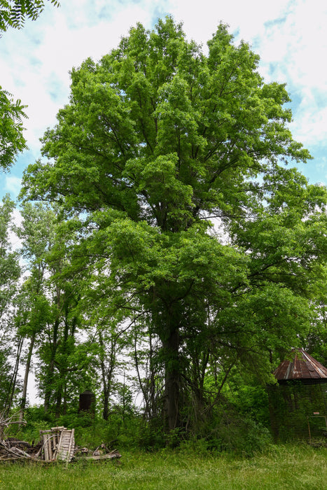 Pin Oak (Quercus palustris)