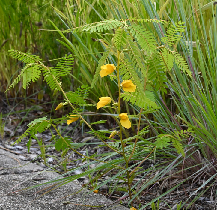 Seed Pack - Partridge Pea (Chamaecrista fasciculata)