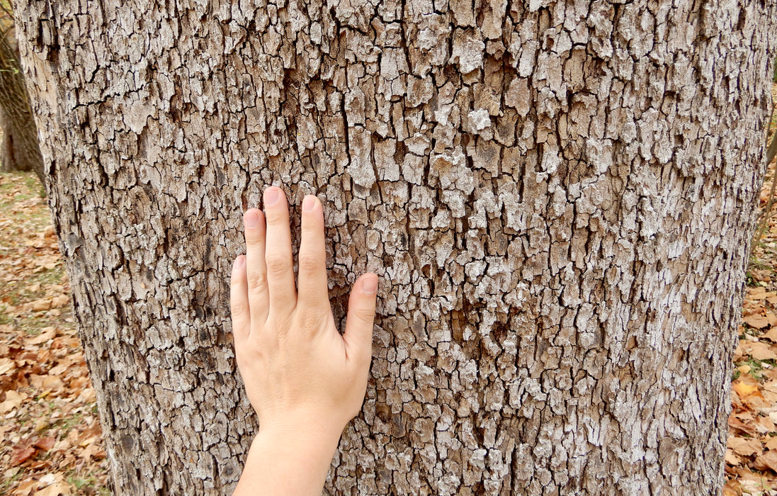 American Sycamore (Platanus occidentalis)