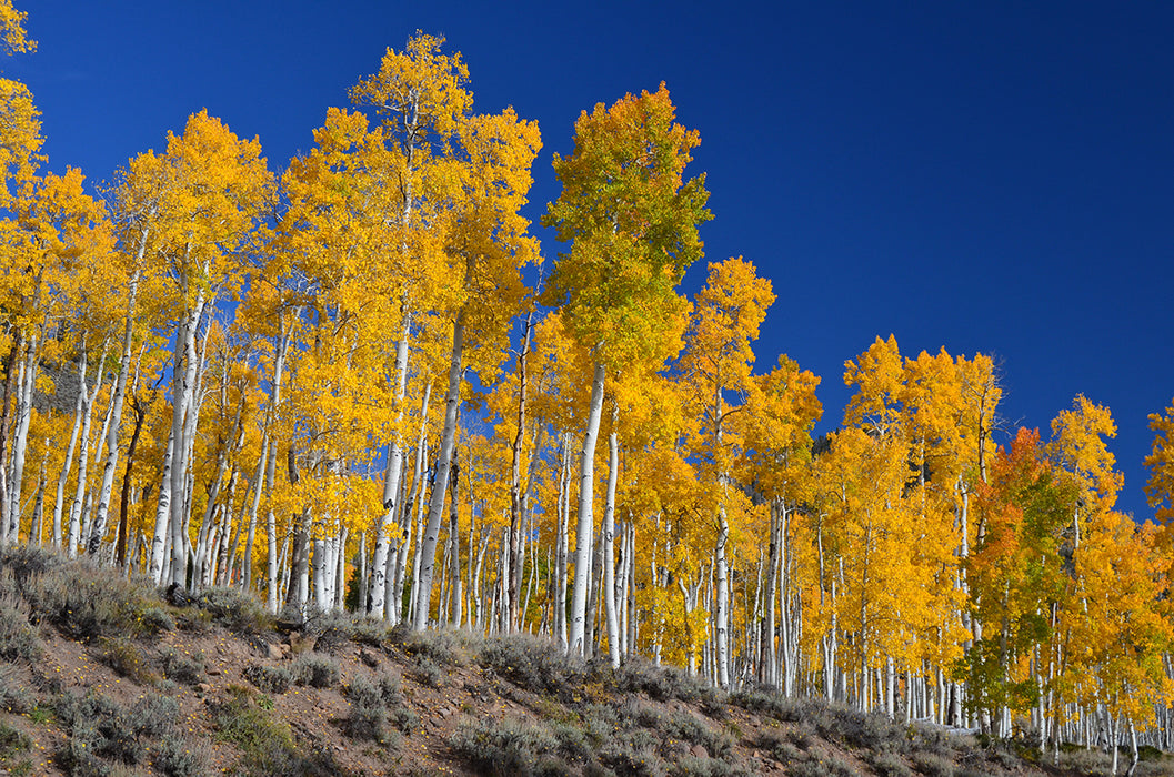 Quaking Aspen (Populus tremuloides)