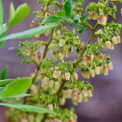 Black Huckleberry (Gaylussacia baccata)