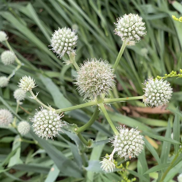 Rattlesnake Master (Eryngium yuccifolium) 2x2x3" Pot