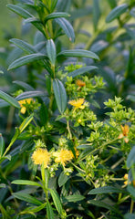 Shrubby St. John’s Wort (Hypericum prolificum)