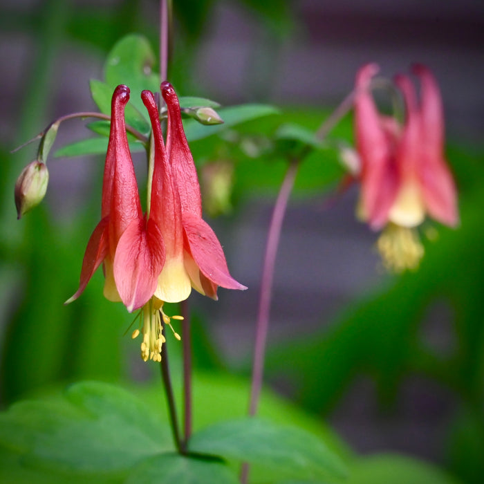 Seed Pack - Columbine (Aquilegia canadensis)