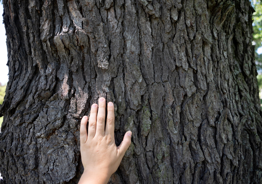 Black Cherry (Prunus serotina)