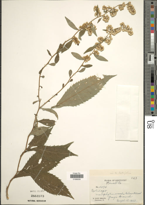 Zig-zag Goldenrod (Solidago flexicaulis)