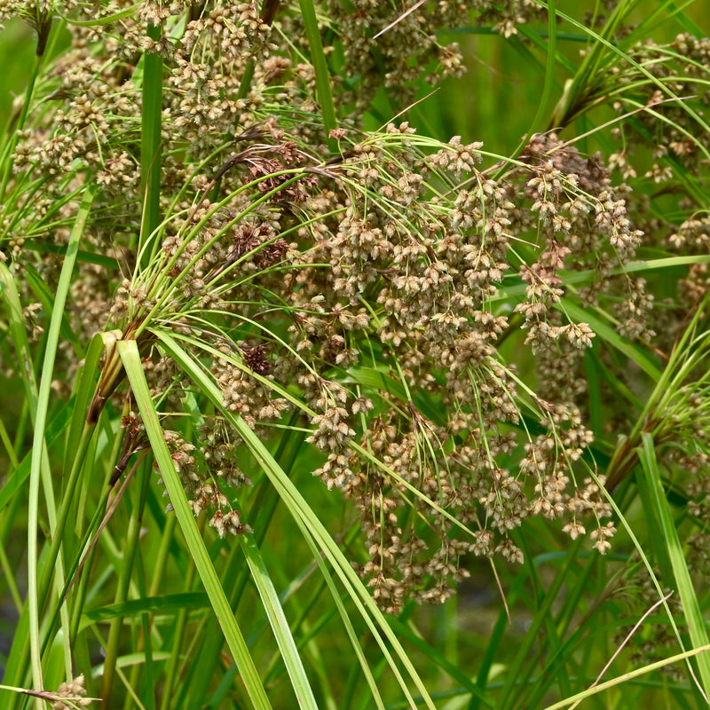 Wool Grass (Scirpus cyperinus)