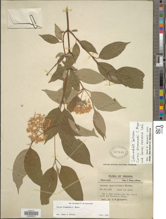 Roughleaf Dogwood (Cornus drummondii)