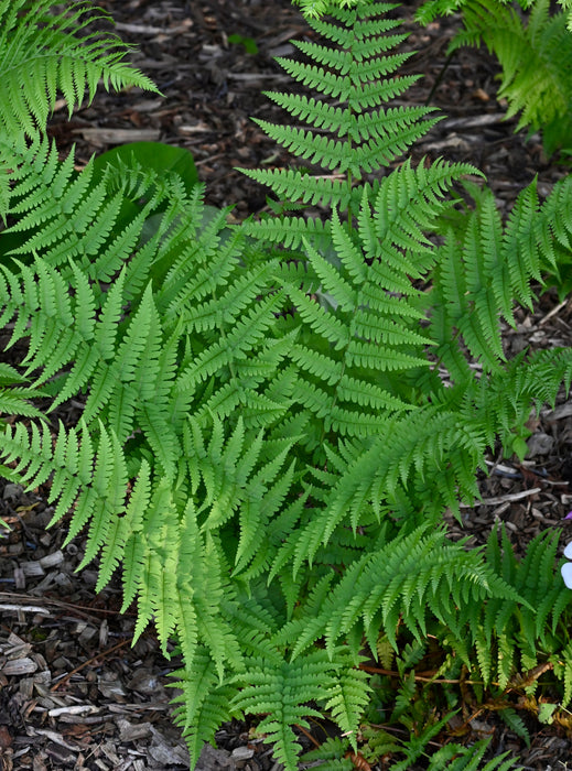 Marginal Wood Fern (Dryopteris marginalis)