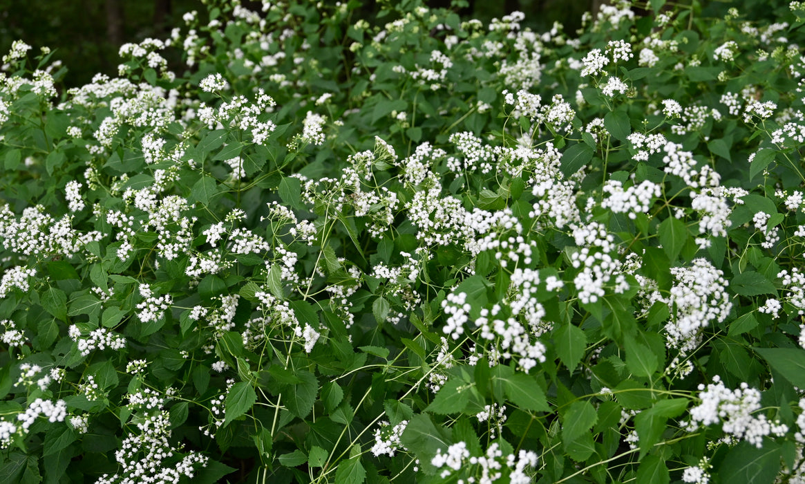 White Snakeroot (Ageratina altissima) 2x2x3" Pot