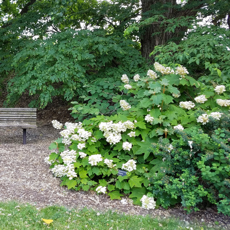 Oakleaf Hydrangea (Hydrangea quercifolia)