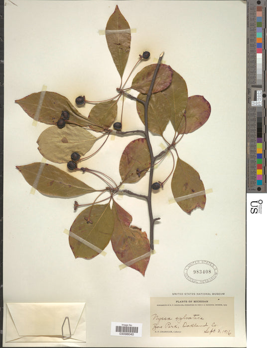 Black Gum (Nyssa sylvatica)