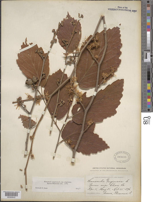 Common Witch Hazel (Hamamelis virginiana)