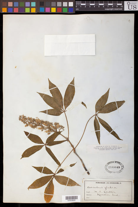 Ohio Buckeye (Aesculus glabra)