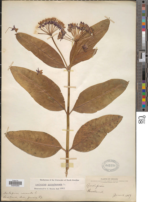 Purple Milkweed (Asclepias purpurascens) 2x2x3" Pot