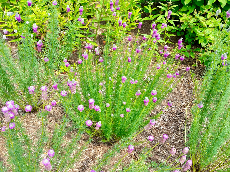 Purple Prairie Clover (Dalea purpurea) 1 GAL