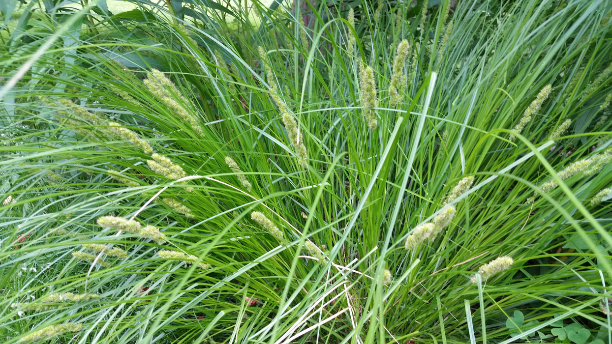 Fox Sedge (Carex vulpinoidea) 2x2x3" Pot