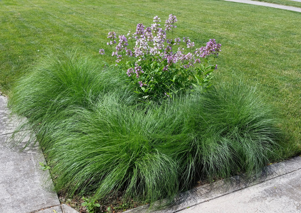 Prairie Dropseed (Sporobolus heterolepis) 2x2x3" Pot