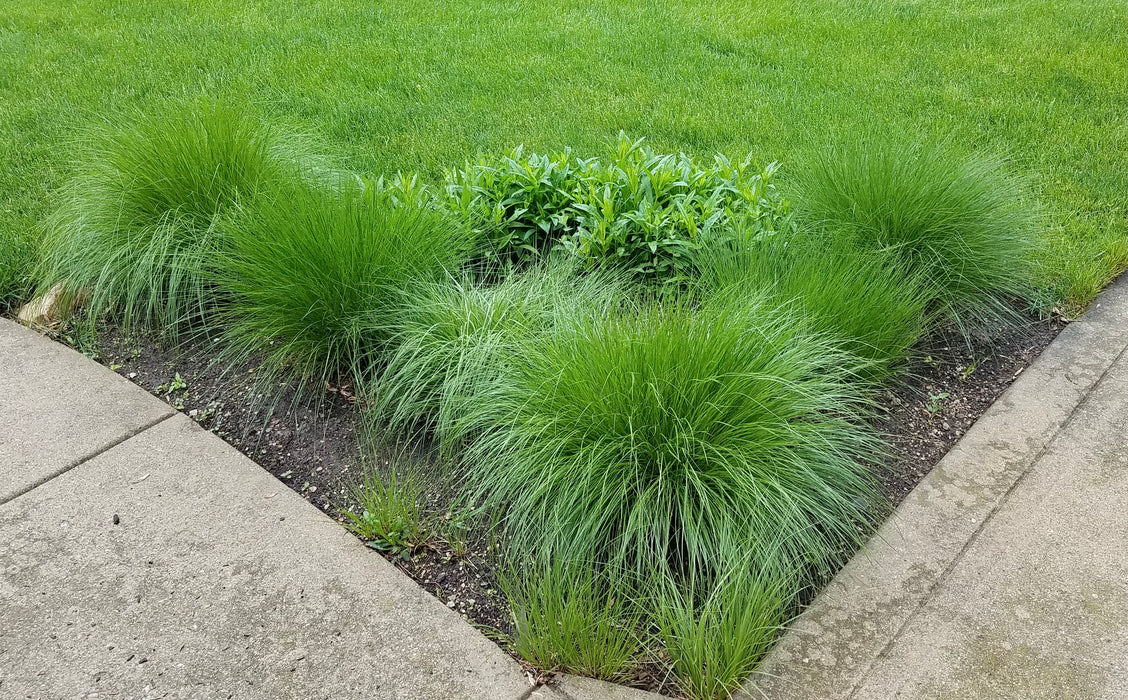 Prairie Dropseed (Sporobolus heterolepis) 2x2x3" Pot