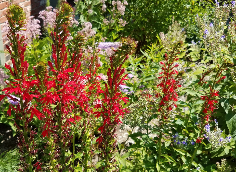 Cardinal Flower (Lobelia cardinalis) 2x2x3" Pot