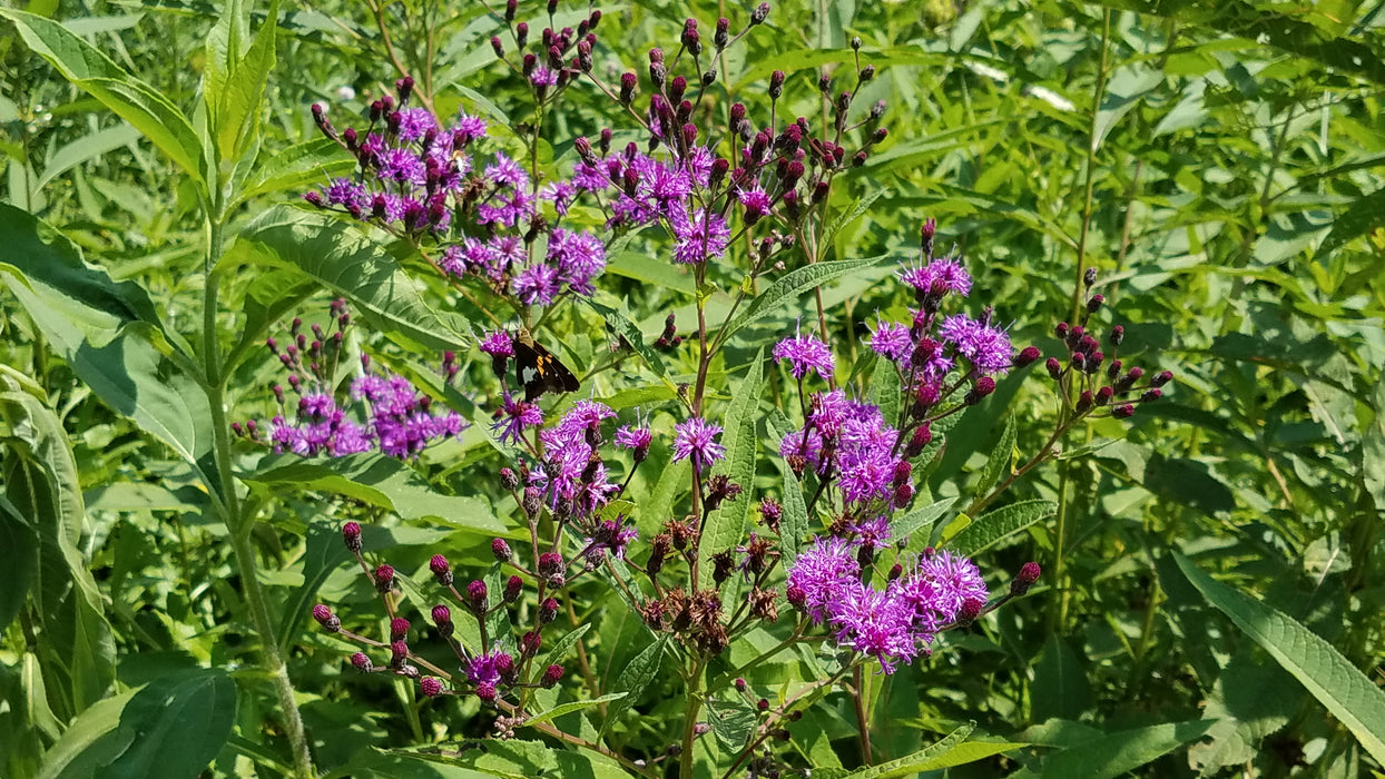 Smooth Ironweed (Vernonia fasciculata) 2x2x3" Pot