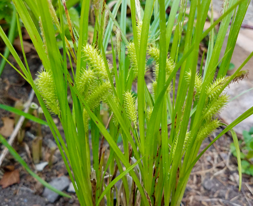 Porcupine Sedge (Carex hystericina) 2x2x3" Pot