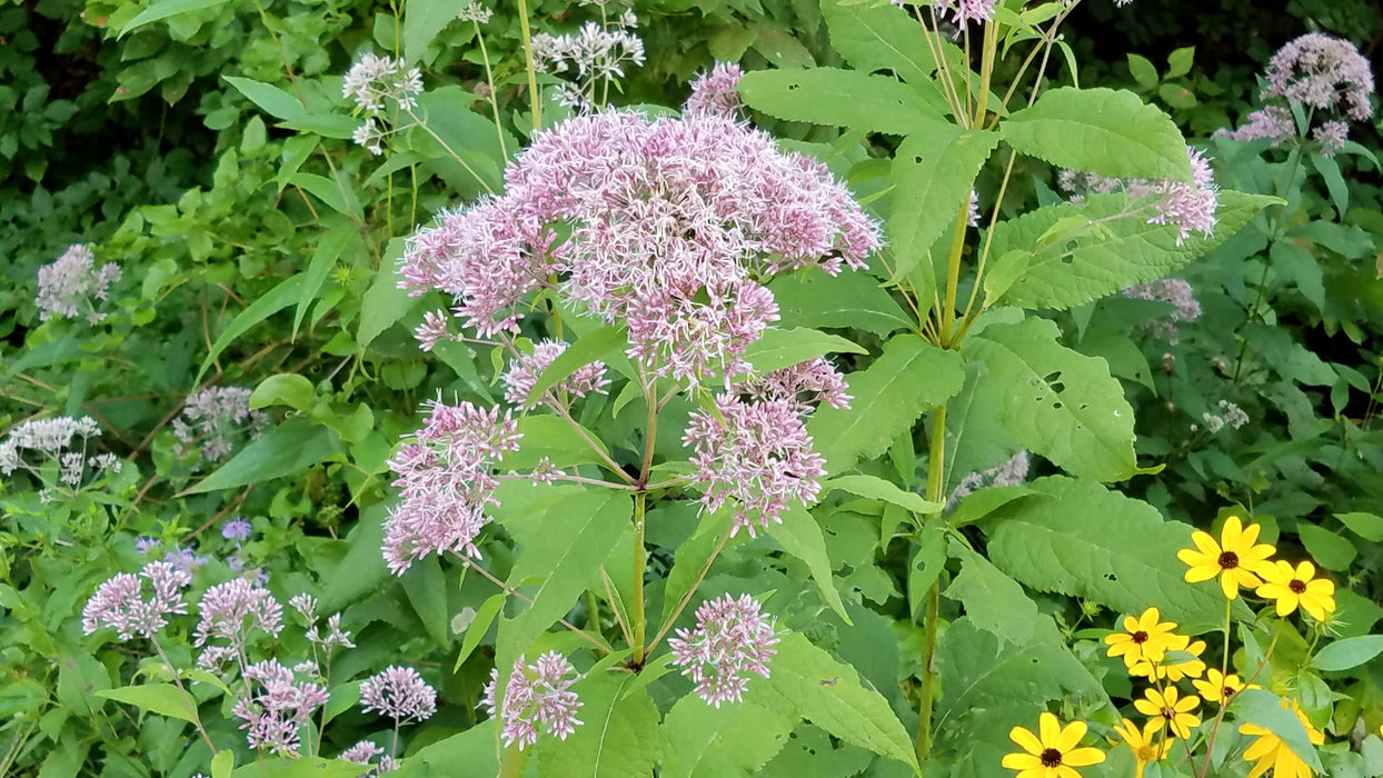 Sweet Joe-pye Weed (Eutrochium purpureum) 2x2x3" Pot