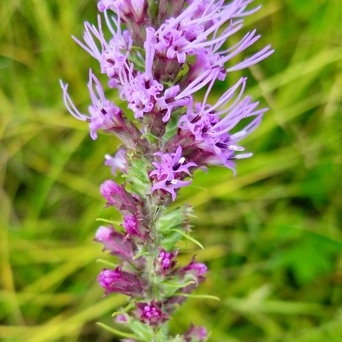 Prairie Blazing Star (Liatris pycnostachya) 2x2x3" Pot